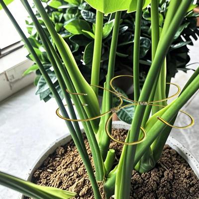 Plant Stem Holder Monstera Plant Support Stem Holder Decorative Metal Flower Trellis Gardening Supplies Clamp Houseplant