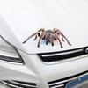 3D Scorpion Animal Print Car Auto Trunk Body Bumper Window Decor Decals Sticker