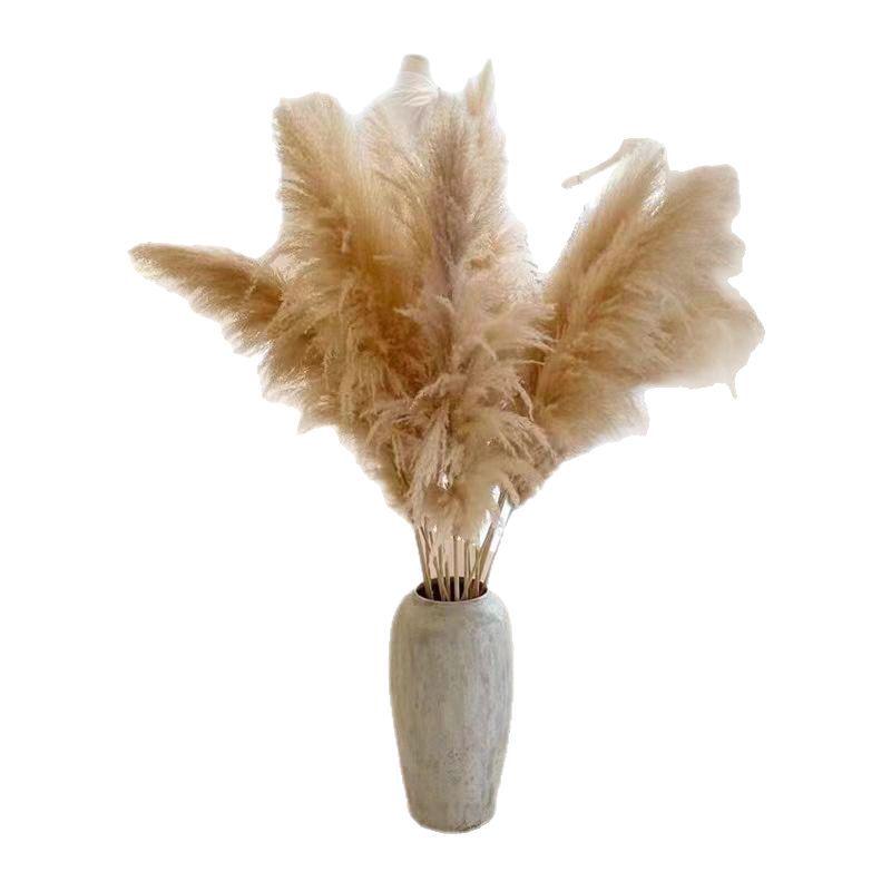 Large Dried Pampas Reed for Decoration in Clothing Stores, Windows, or Weddings