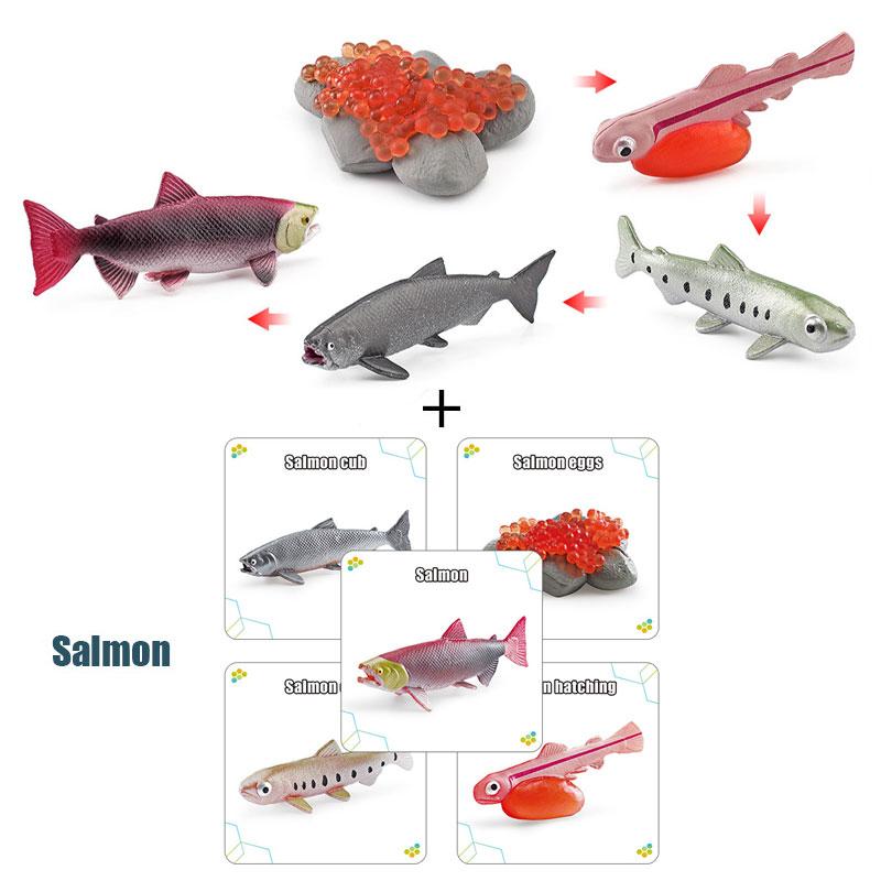 Toys Model Educational Simulated Animal Card Set Insect Plant Growth Cycle Cognitive Montessori Parish Home Open Learning Kids
