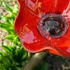 Blomsterstolpe i metall, pollinatorvänlig vattenmatare, fågelbad utomhus med stolpe, bi-vattningsstation för trädgård, gräsmatta, gårdsdekoration