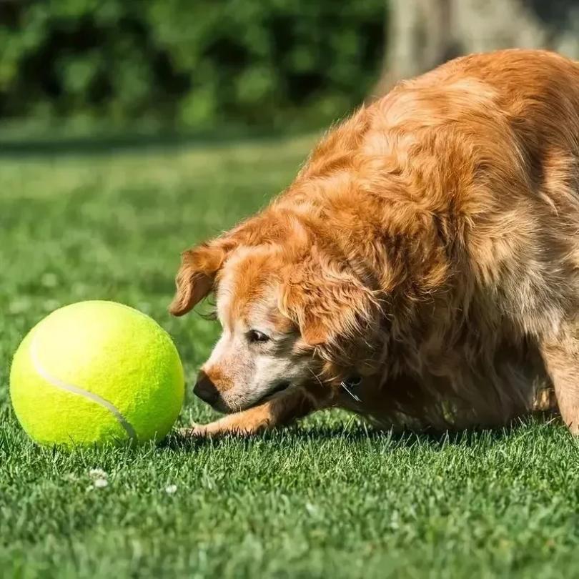 7/9,5 Zoll riesiger Tennisball, aufblasbares Haustierspielzeug für Hundetrainingsball, 24 cm großer Tennisball mit Luftpumpe, interaktives Hundespielzeug