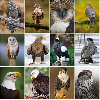 5D DIY Diamond Painting Full Round Drill Mosaic Kit Gift Eagle Embroidery Cross Stitch Kits Wall Art DIY Craft Home Decor Gift