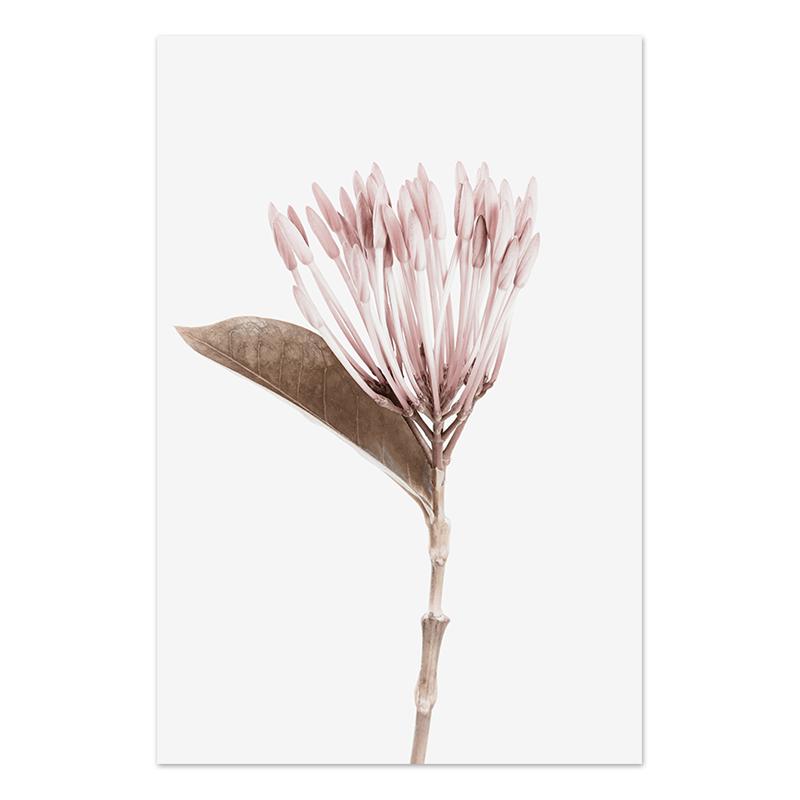 Pósteres y galerías de grabados de plantas y flores, murales de arte de pared, pinturas nórdicas en lienzo, imágenes para decoración del hogar y la sala de estar