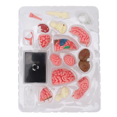 Model mozku Neuroanatomie Struktura Učební pomůcka Lidský mozek Anatomický model s podstavcem pro Vzdělávání Výstavu