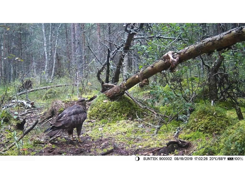 4G MMS Outdoor Rainproof Fogproof Infrared 20MP Hunting Camera HC-801LTE