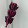 Yunnan Dried Flowers Bouquet - Rabbit Tail Grass