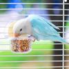 Bird Bowl Training Cup Feeding Bowl Parrots Cage Toy for Cockatiels Budgies Parrots Gym Toy Feeding Cup
