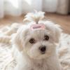 10Pcs Organza Bow Dog Hair Clip Light Weight Pet Head Flower Pet Hair Accessory  Daily Wear