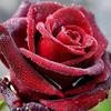 5D DIY Diamond Painting Rose Flower Diamond Embroidery Fresh Flowers Cross Stitch Full Round Drill Manual Home Decor Gift