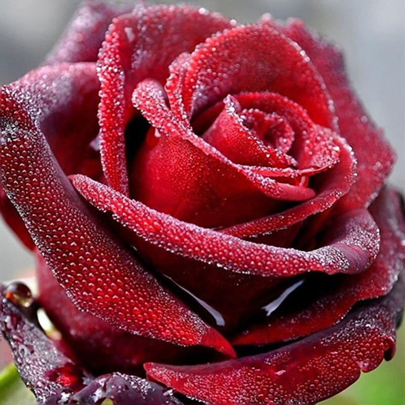 5D DIY Diamond Painting Rose Flower Diamond Embroidery Fresh Flowers Cross Stitch Full Round Drill Manual Home Decor Gift