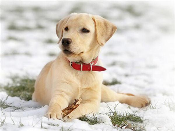 5d Diy Diamond Painting Labrador Dog Room Decor Diamond Embroidery Animal Natural Scenery Mosaic Crystal Picture