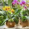 Hainan Coconut Shell Bowl Utensils - Round Coconut Bowl & Cup Candle Holder