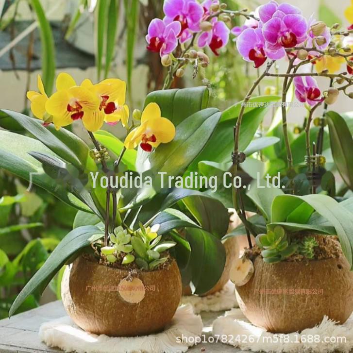 Hainan Coconut Shell Bowl Utensils - Round Coconut Bowl & Cup Candle Holder