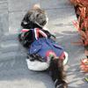 Diaper Pet Physiological Pants Underwear Cat Shorts Puppy Supplies Dog Denim Overall  Spring