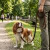 Guinzaglio in Vera Pelle di Mucca per Cani Cinturino Largo Guida da Pastore Viaggio Escursionistico all'Aperto