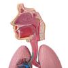 Respiratory System Model with Removable Heart Human Lung Anatomical Display for Students Study Teaching Tool