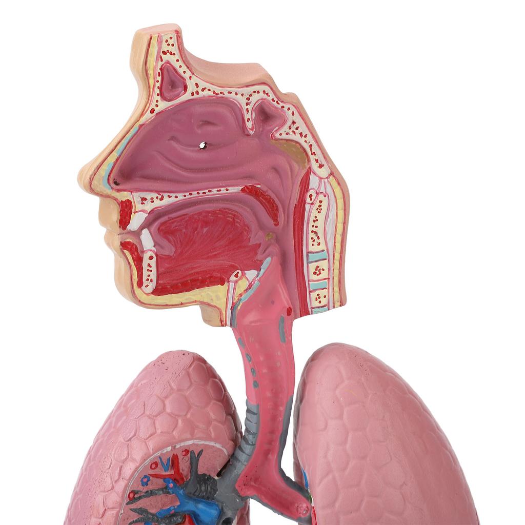 Respiratory System Model with Removable Heart Human Lung Anatomical Display for Students Study Teaching Tool