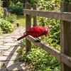 Outdoor Fence Bird Set Iron 5 Piece, Red Bird Figurines for Garden Railings, Flower Rows, Fence Lines and Yard Edges