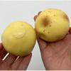Crispy Potato Squishy Fidget Toy Slow Rising Stress Relief Squeeze Ball with ASMR Sound Soft Slushy Texture Decompression Ball