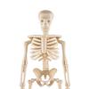 10 Pcs Mini Skeleton Figurine Decoration 6" Posable Human Bone Statue Plastic Skull Prop for Halloween Home Haunted House Party Favors