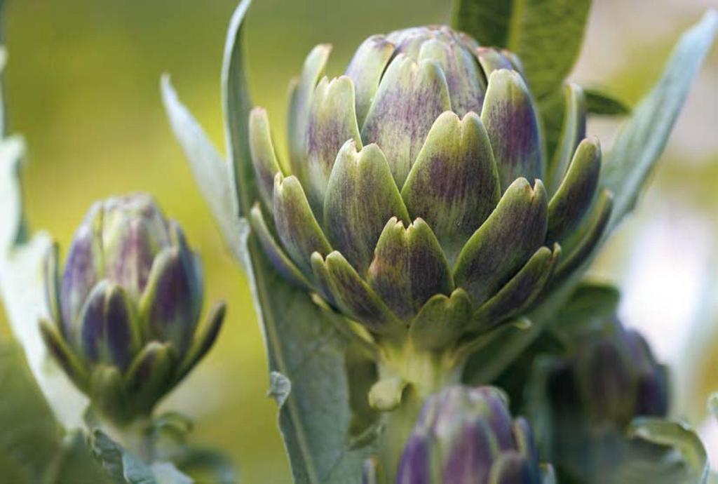 35 Sementes de Alcachofra - horta - sementes reproduzíveis -