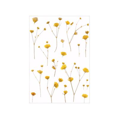 Lovely Daisy Pet Stickers For Transparent Scrapbooking Exquisite And Lovely Flowers For Scrapbooking
