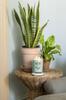 Yankee Candle Świeca Aloe & Agave 567G