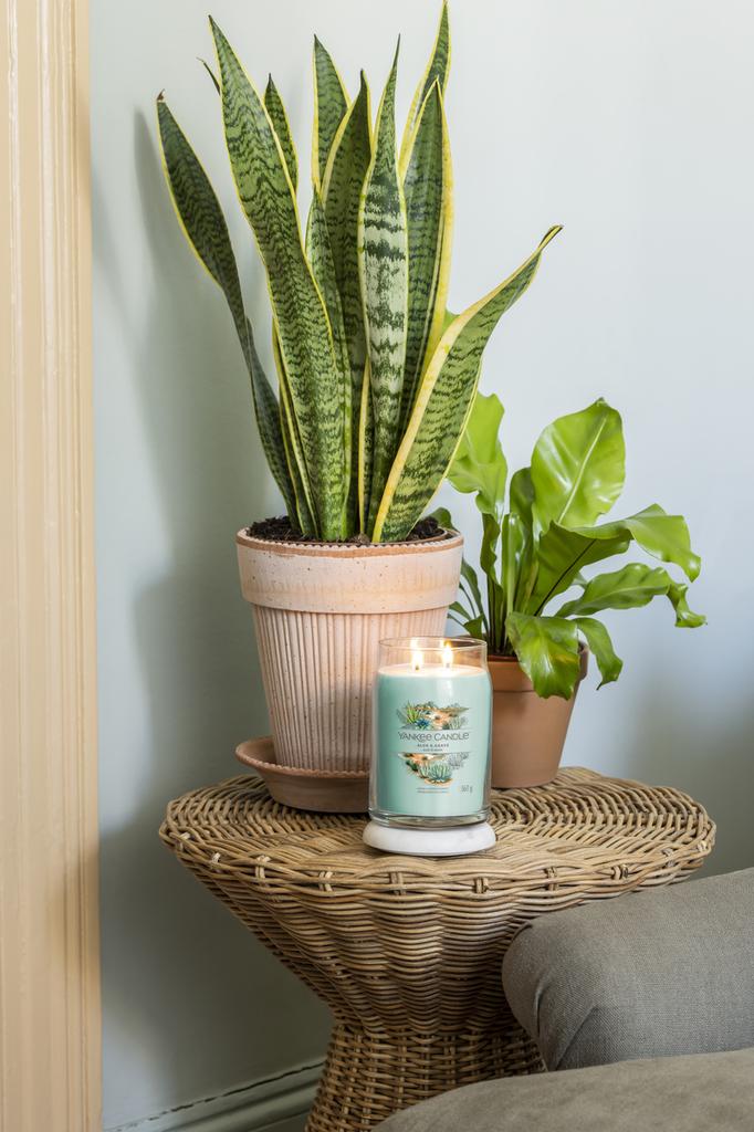 Yankee Candle Świeca Aloe & Agave 567G