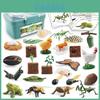 Synthetic Wildlife Life Bee Butterfly Rooster Frog Cycle Container With Pvc Figures For Educational Display