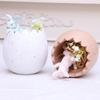 Cute Easters Bunnies and Eggshell Planter Funny Succulents Plant Flower Pots Indoor Bonsais Holder Container Decors