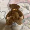 [USED] Used Lindt Teddy Bear