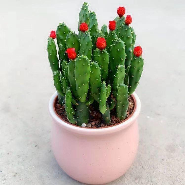 Easy-Care Succulent Arrangement: Wealth-Attracting Mountain Cacti & Flowers for Office or Living Room Décor