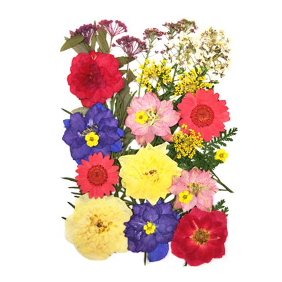 1 Set Dried Pressed Flowers Kit Colorful Natural Flowers DIY