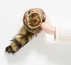 Magic Raccoon Spring Pet Magic Cute Raccoon Plush Toy Tricks, Lucky-kun, Maggie, Trick, Animal,
