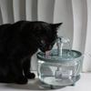 Large Capacity Pet Water Fountain Automatic Circulating Filter Drinking Dispenser for Cats Small Dogs