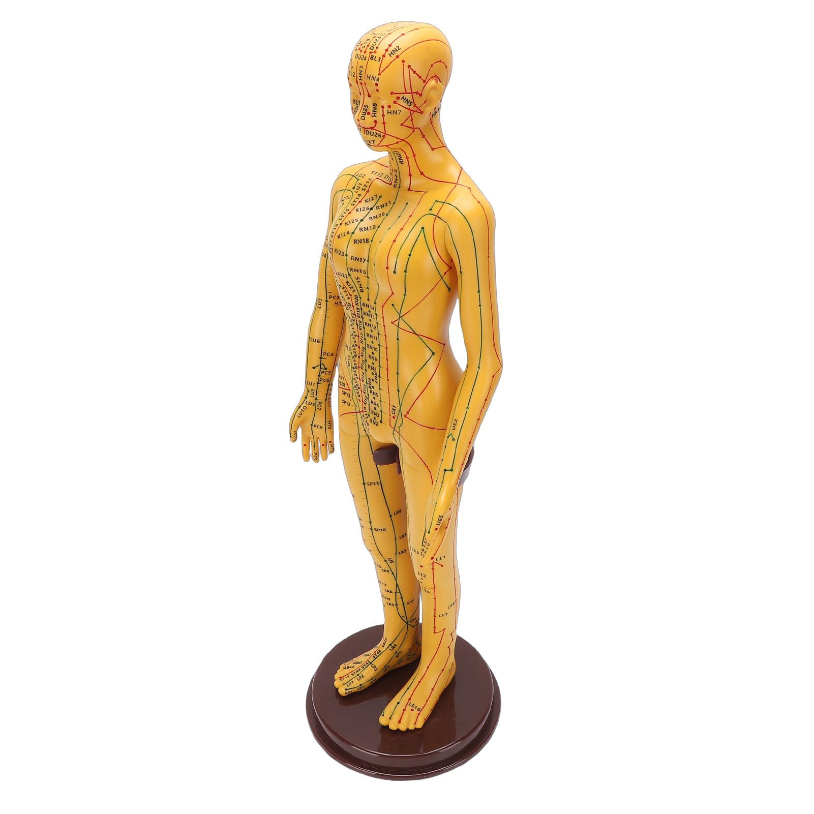

Acupuncture Model Accurate Full Body Human Acupoint Model with Base Rotatable Arms for Teaching Student Demonstration