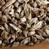 Yunnan Pu'er Raw Tea 2022 Pre-Ming White Buds Old Tea Tree Loose Tea 500g