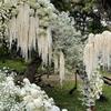 6 Heads Amaranthus Artificial Hanging Plant Hanging Long Tassel Flower  European Wedding Decoration