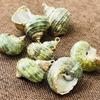 10Pcs, Natural Dyed Conch Zinc Alloy Golden Edge Pendant Charms for DIY Unisex Necklace Accessories, Creative Jewelry Making, Crafts for Holiday Gifts