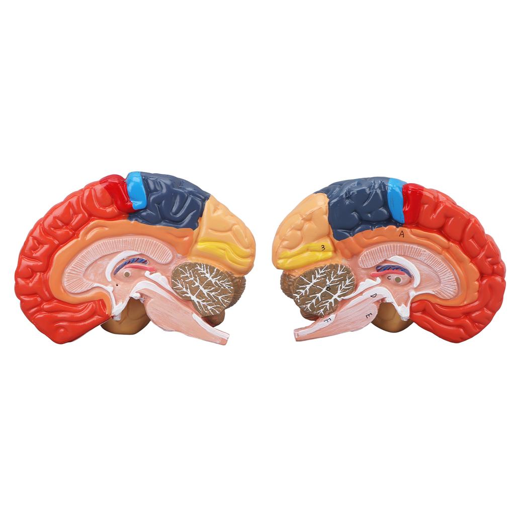 Anatomical Human Brain Model Cerebral Artery Color Partitioned Left Right Brain Assembled Model for Learning