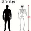 Daily Decorations Horror Skeleton Statue Movable/Posable Joints Scary Skull Ornament  Theme for Yard Garden Patio Haunted House
