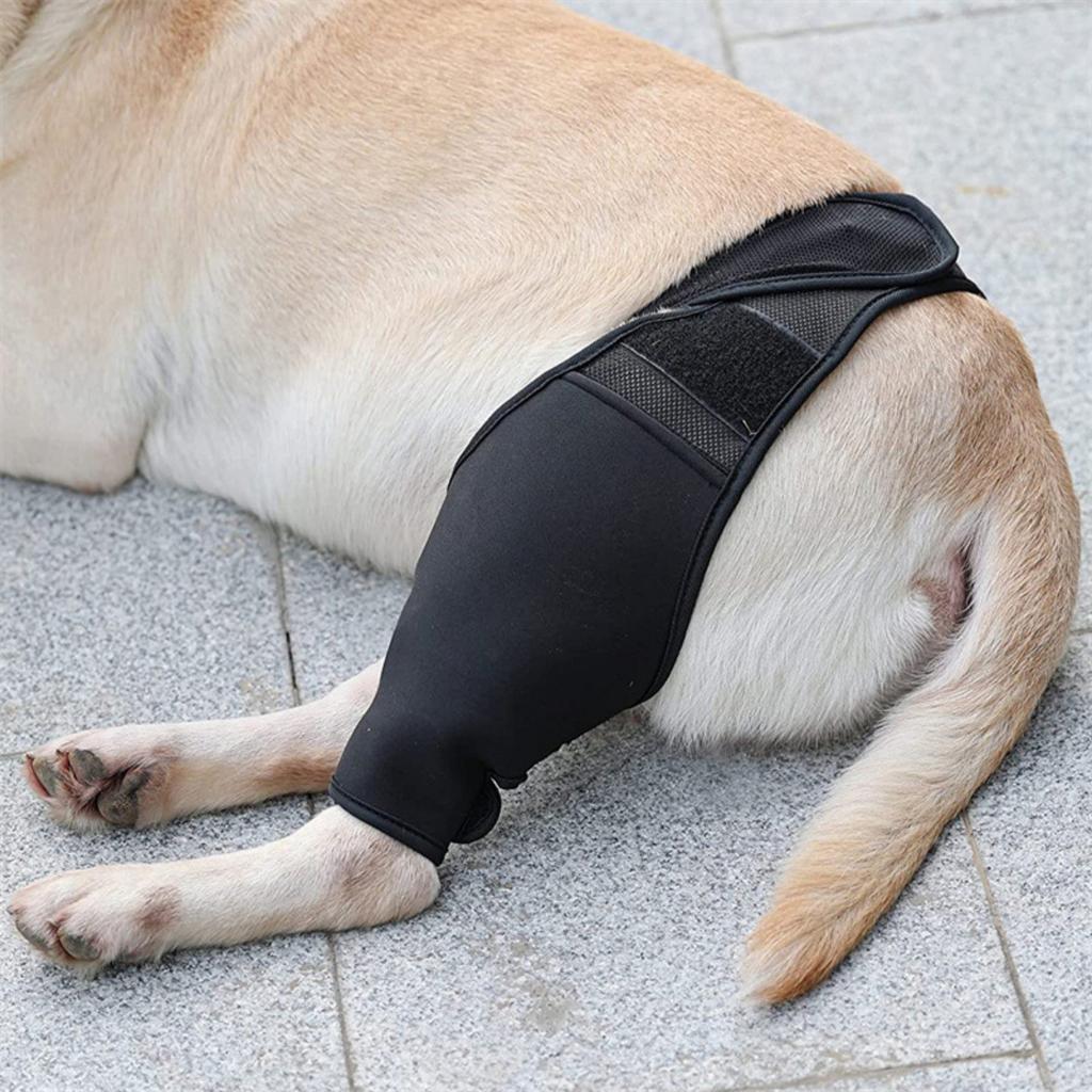 Ginocchiera per Cani per Dolore Articolare Supporto per Gamba Muscolare Anteriore o Posteriore per Cani Anziani Disabili Infortunati