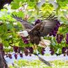 Livadă și grădină – Lupta împotriva dăunătorilor de grădină