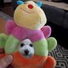 HAUSTIERBEDARF Hundespielzeug Raupe Baby Ring [PLATZ & FUN]