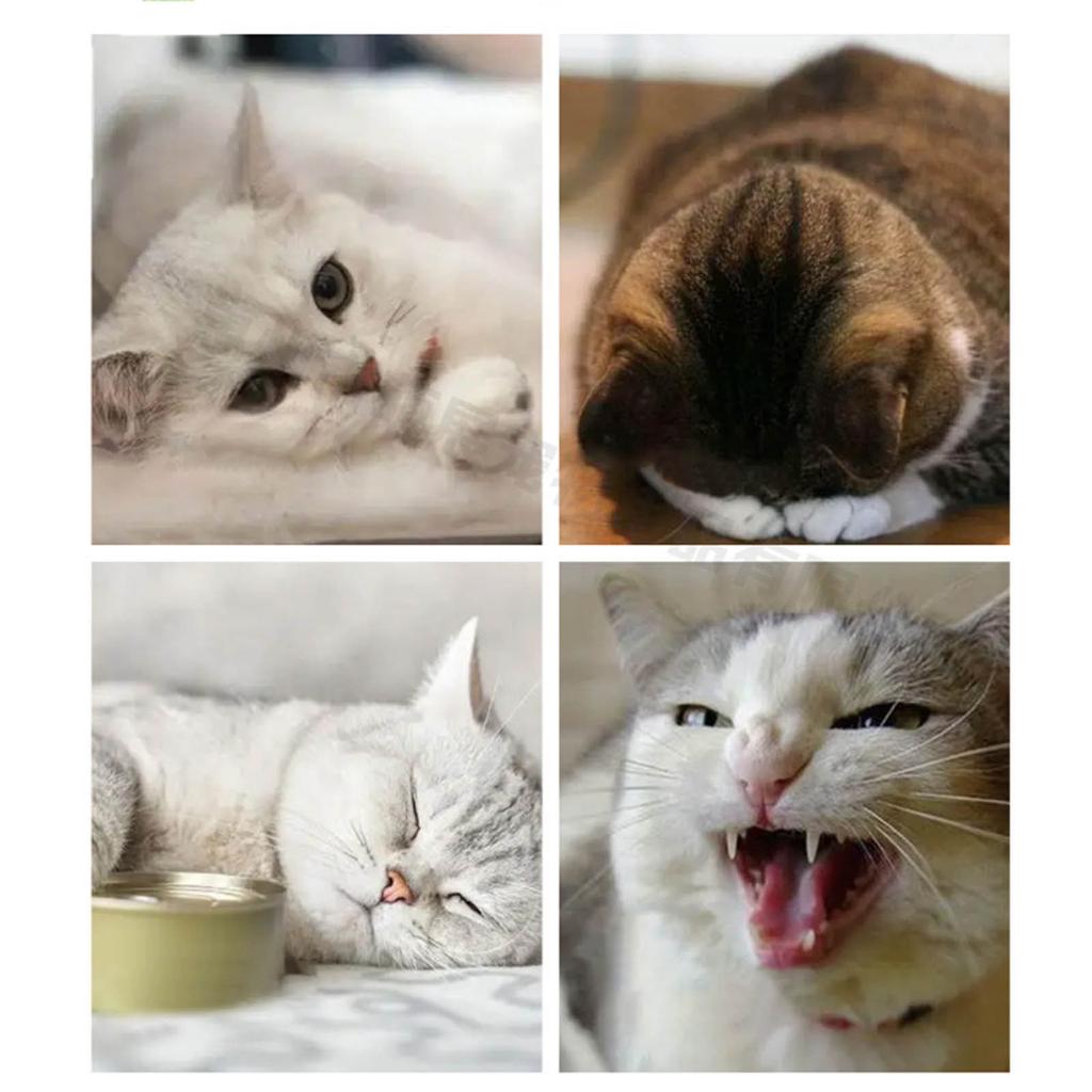 Catnip Ball ‖ Catnip Balls For Cats Wall: Silvervine For Cats, Silvervine Catnip Toys For Indoor Cats, Organic Ball, Cute Silvervine Toy