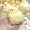 Squishy Chicken Kawaii Silicone Flocked Yellow Chicken Plush Ease Press Plaything Stress Relief Squishy Toy Cute Fidget Toy