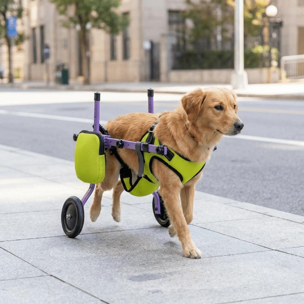 Adjustable Dog Wheelchair Breathable with Wheels Pet Walk Trolley Hind Leg Support Pet Rehabilitation Walking Aids