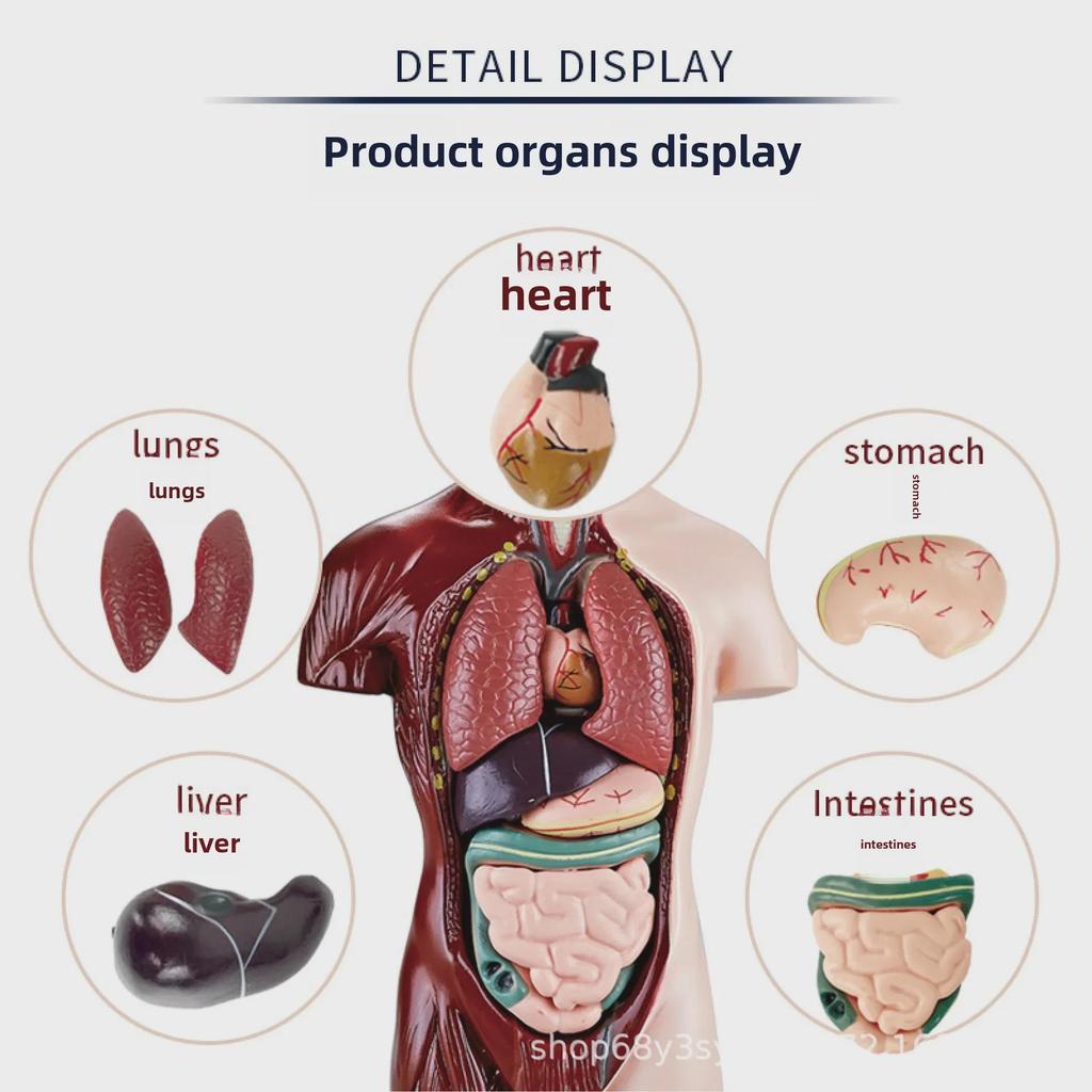 3D Detachable Human Organ Model for Kids - DIY Medical Simulation Toy