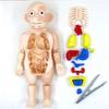 1 Pcs Model Furnishing Articles Toy Model Of Human Organs Human Organs Early Education Model Organ Assembled Toys DIY Assembly Plastic Kids Toy